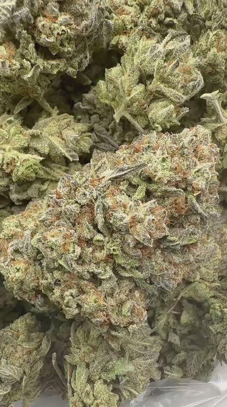 VERSACE 28 GRAMS